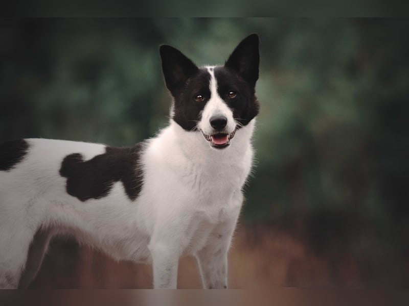 Canaan Dog-Welpen (Kanaan-Hund)