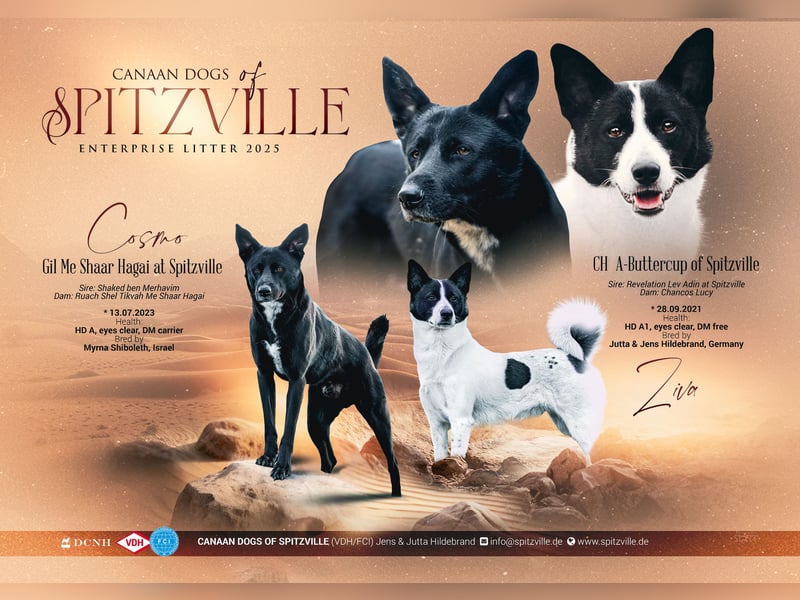 Canaan Dog-Welpen (Kanaan-Hund)