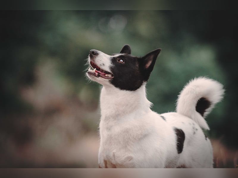Canaan Dog-Welpen (Kanaan-Hund)