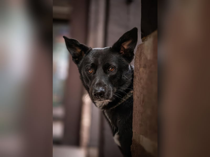 Canaan Dog-Welpen (Kanaan-Hund)