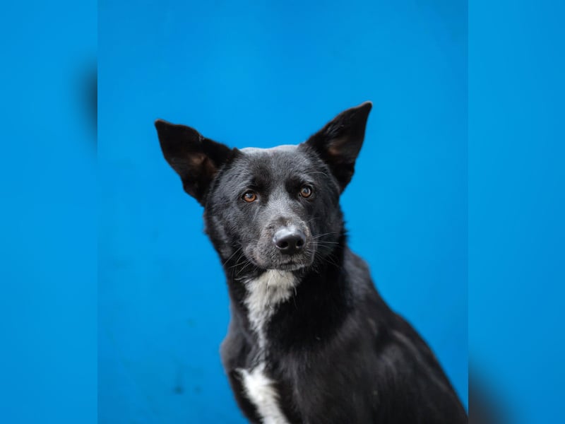 Canaan Dog-Welpen (Kanaan-Hund)