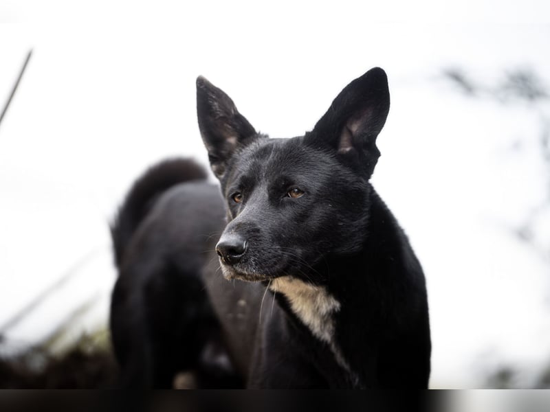 Canaan Dog-Welpen (Kanaan-Hund)
