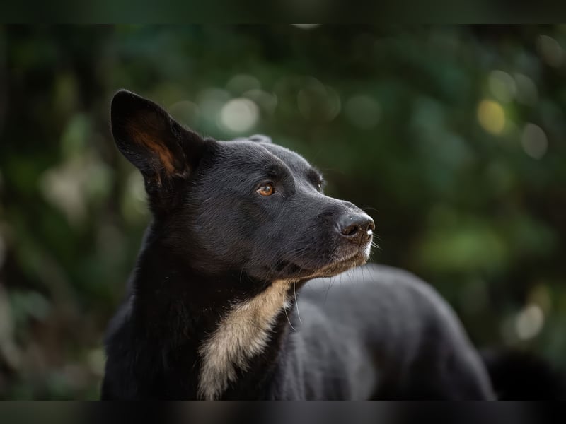 Canaan Dog-Welpen (Kanaan-Hund)