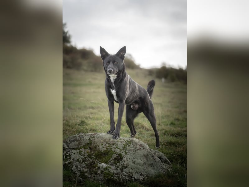 Canaan Dog-Welpen (Kanaan-Hund)