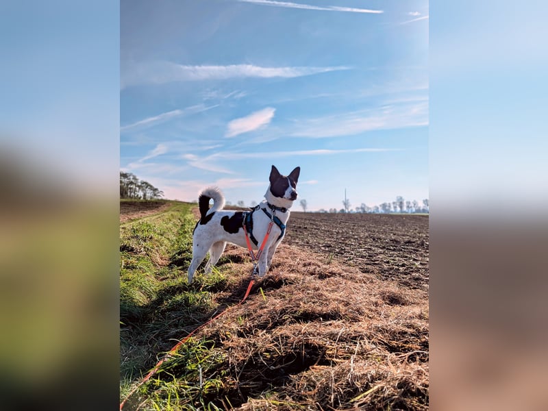 Canaan Dog-Welpen (Kanaan-Hund)