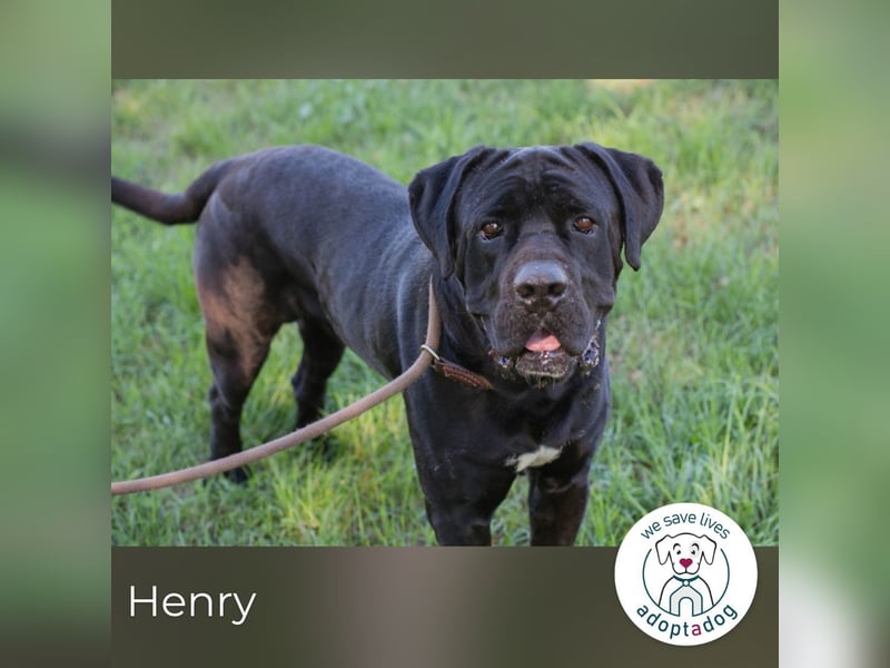 Henry sucht ein Zuhause