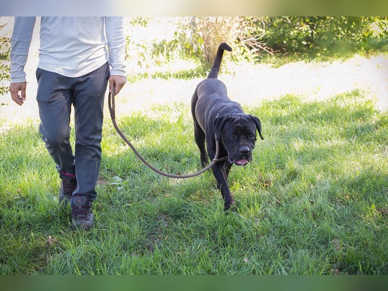 Henry sucht ein Zuhause