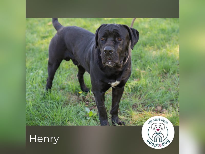 Henry sucht ein Zuhause