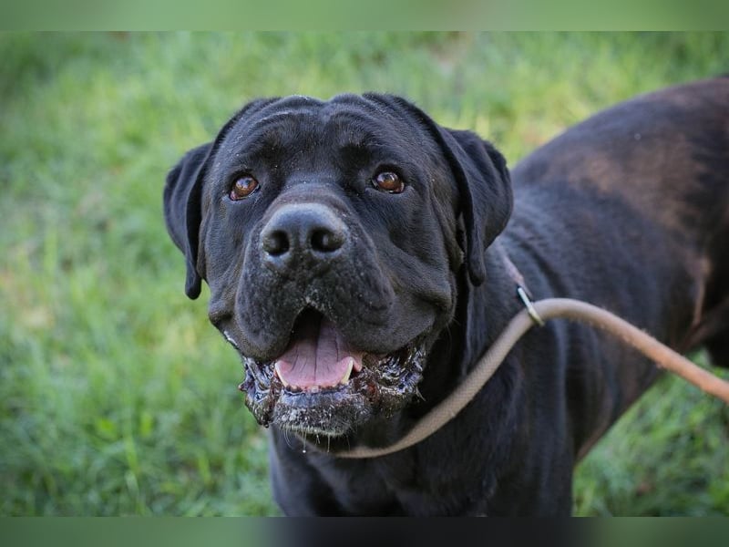 Henry - für den Cane Corso suchen wir entsprechend erfahrene Menschen
