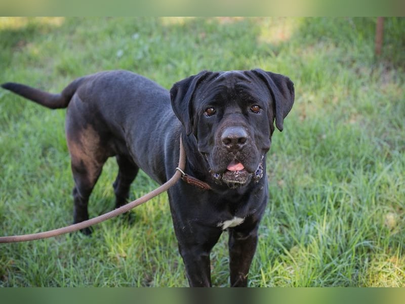 Henry - für den Cane Corso suchen wir entsprechend erfahrene Menschen