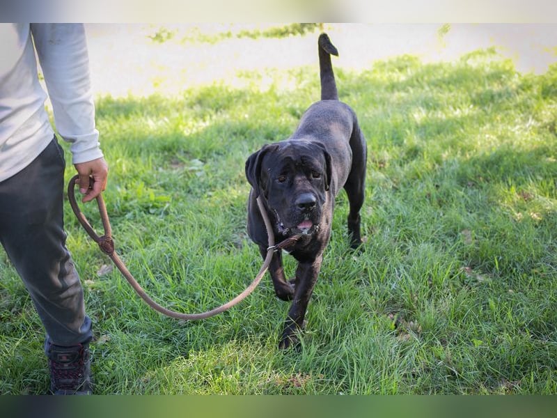 Henry - für den Cane Corso suchen wir entsprechend erfahrene Menschen
