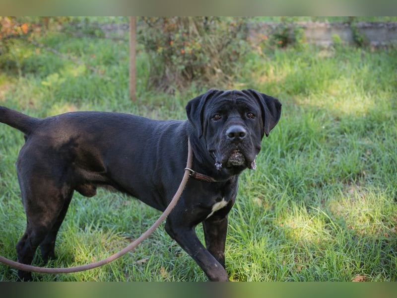 Henry - für den Cane Corso suchen wir entsprechend erfahrene Menschen