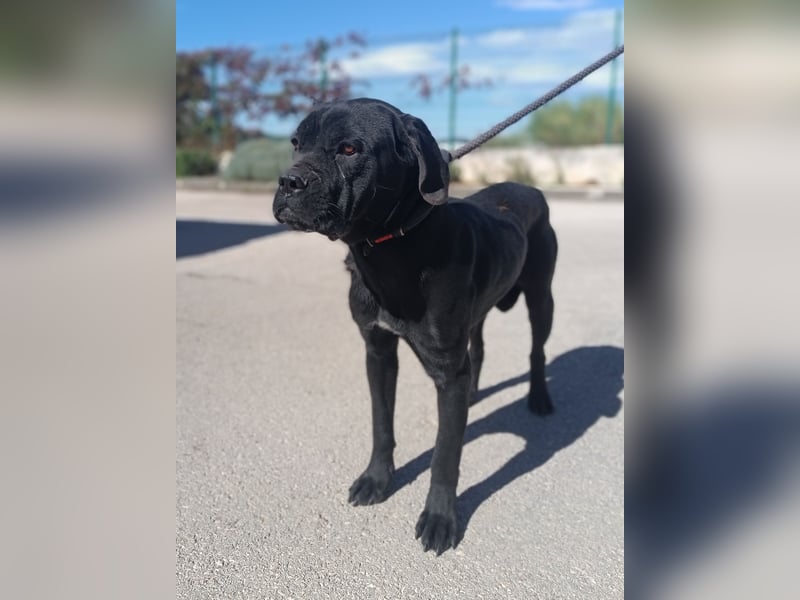 liebe Cane Corso Mischlings-Hündin Valyria sucht ein Zuhause