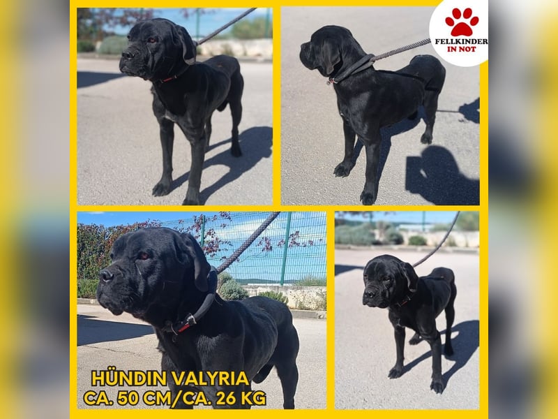 liebe Cane Corso Mischlings-Hündin Valyria sucht ein Zuhause