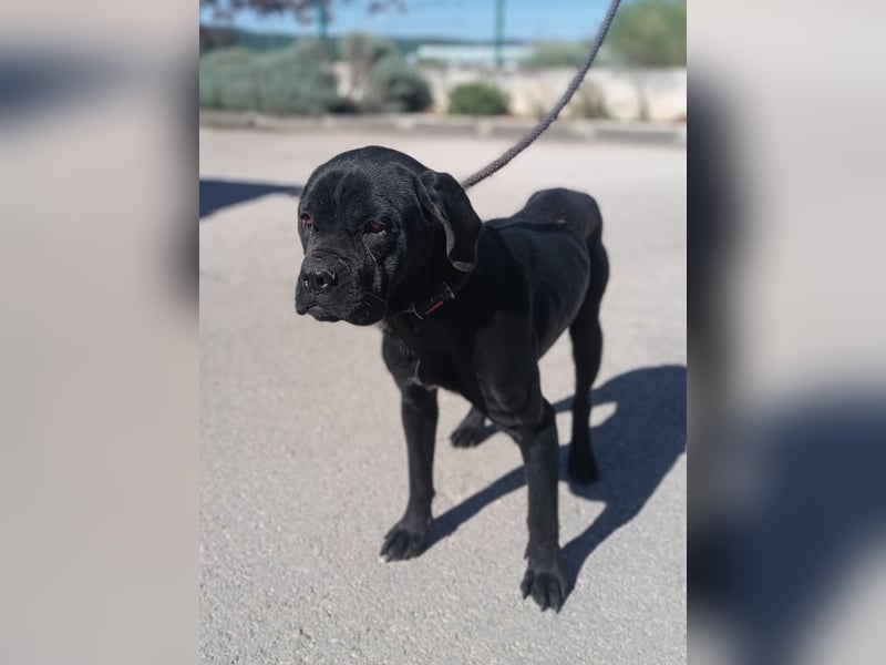 liebe Cane Corso Mischlings-Hündin Valyria sucht ein Zuhause