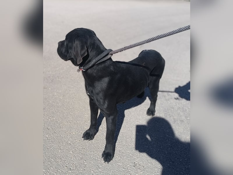 liebe Cane Corso Mischlings-Hündin Valyria sucht ein Zuhause