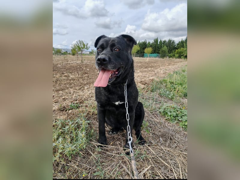 Sherlock und Aimara suchen ein liebevolles Zuhause