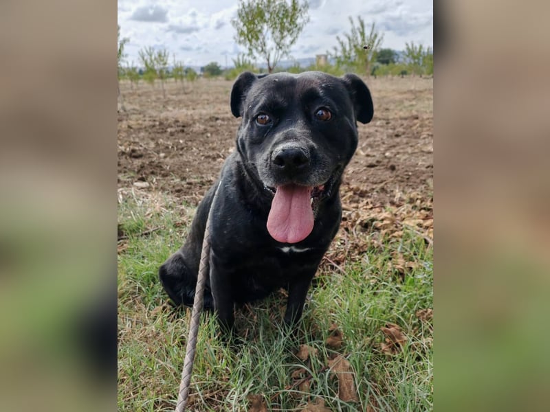 Sherlock und Aimara suchen ein liebevolles Zuhause