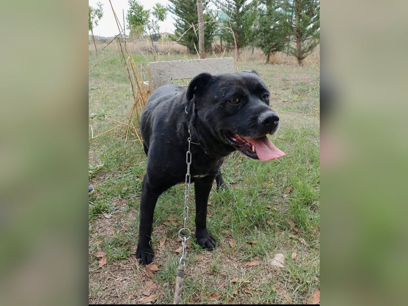 Sherlock und Aimara suchen ein liebevolles Zuhause