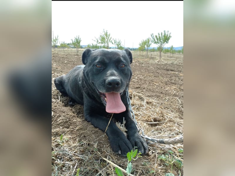 Sherlock und Aimara suchen ein liebevolles Zuhause