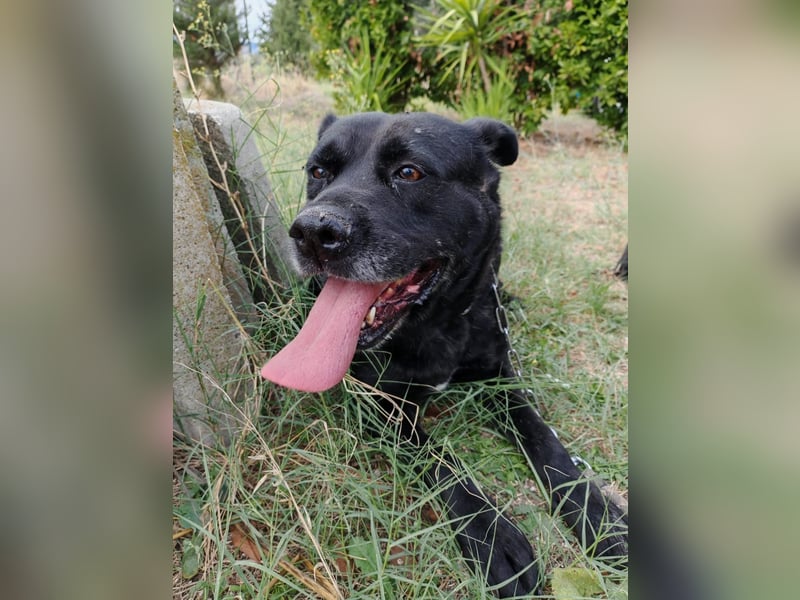 Sherlock und Aimara suchen ein liebevolles Zuhause