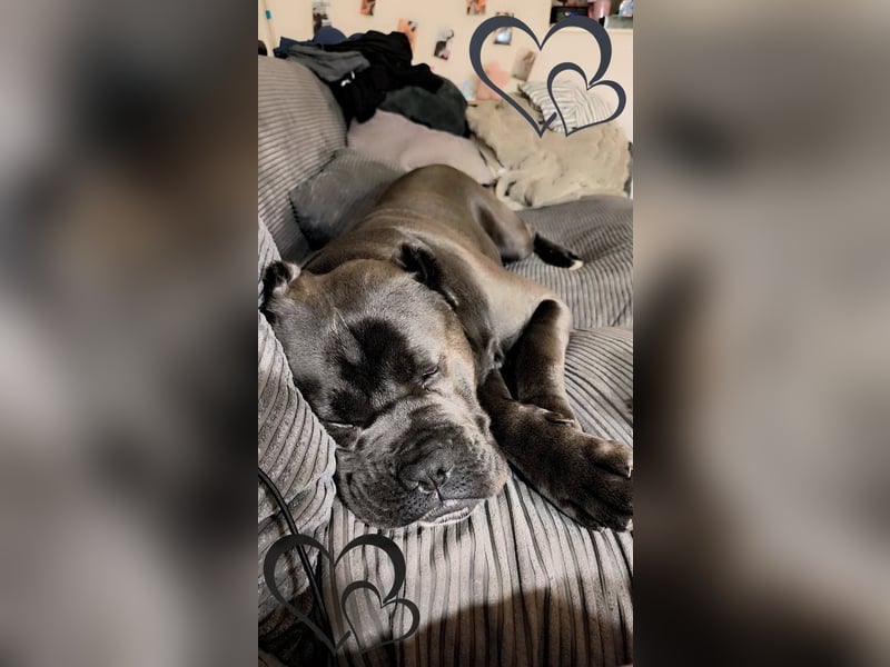Tyson sucht seine Menschen