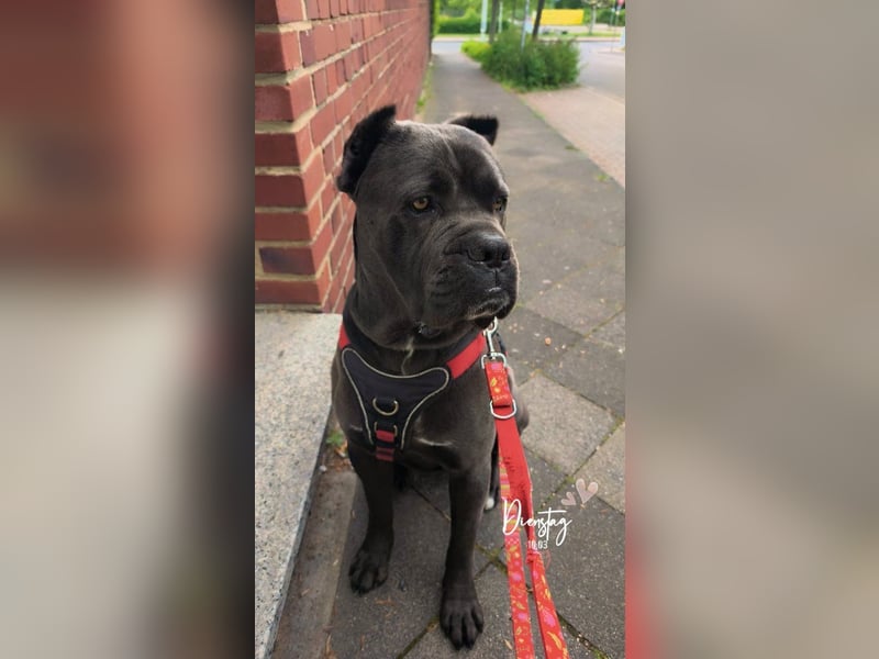 Tyson sucht seine Menschen