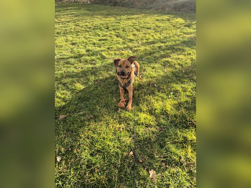 Cane Corso/ Schäferhund Thanos