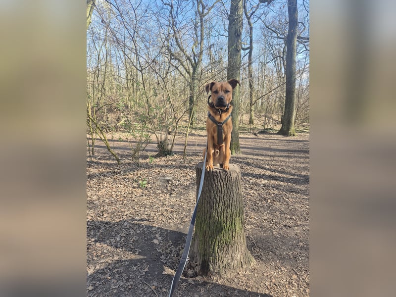 Cane Corso/ Schäferhund Thanos