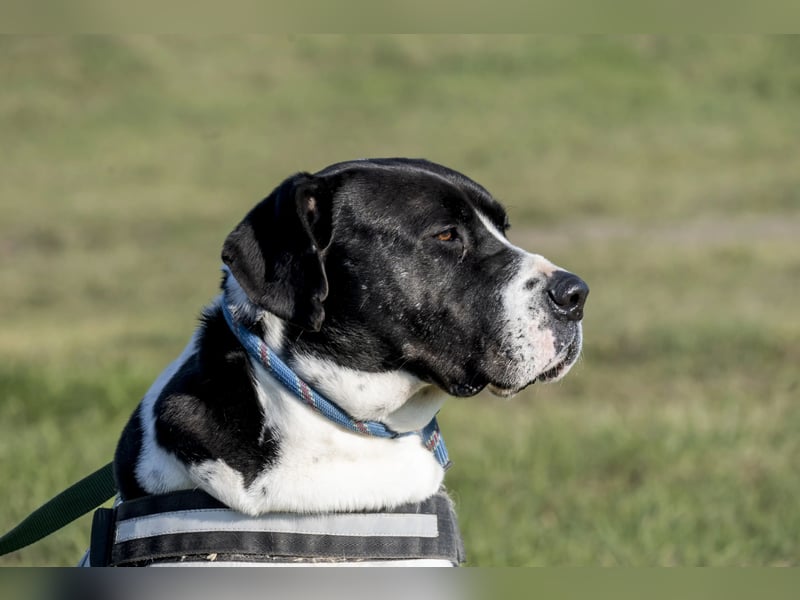 Mozes-SI– Spezieller Hund sucht spezielle Menschen!