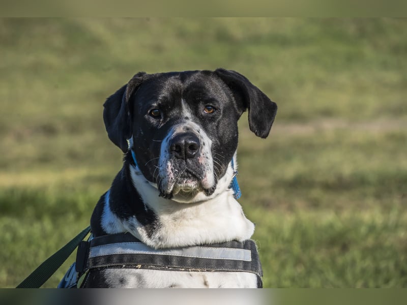 Mozes-SI– Spezieller Hund sucht spezielle Menschen!