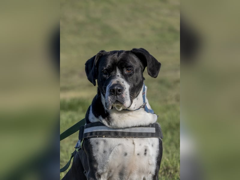Mozes-SI– Spezieller Hund sucht spezielle Menschen!