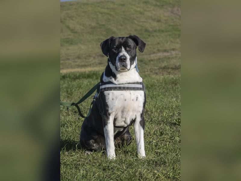 Mozes-SI– Spezieller Hund sucht spezielle Menschen!