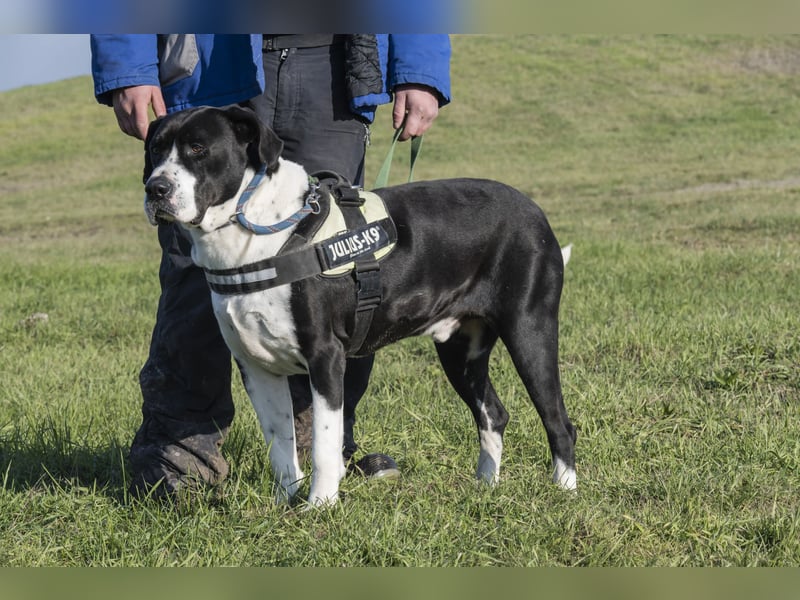 Mozes-SI– Spezieller Hund sucht spezielle Menschen!