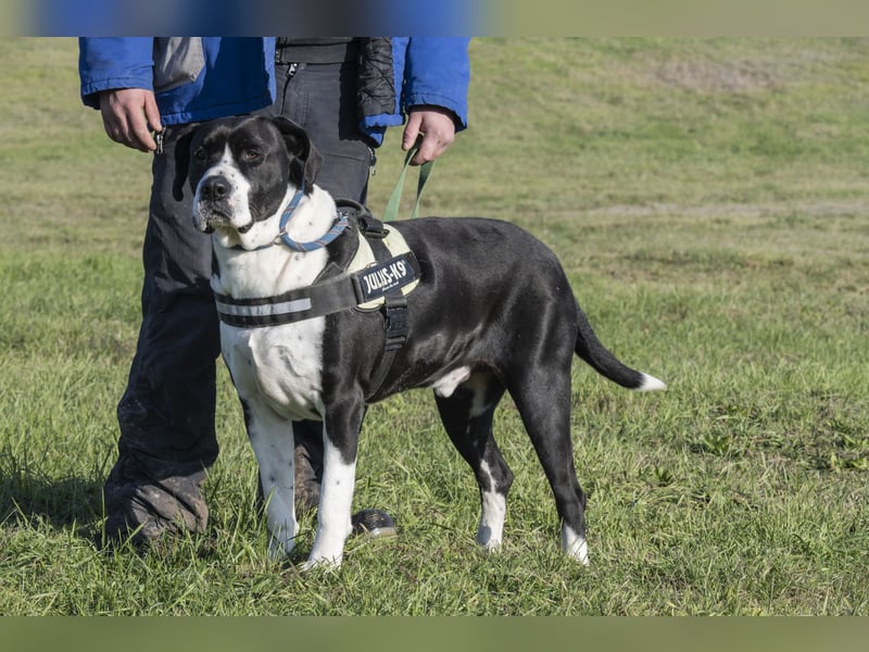 Mozes-SI– Spezieller Hund sucht spezielle Menschen!