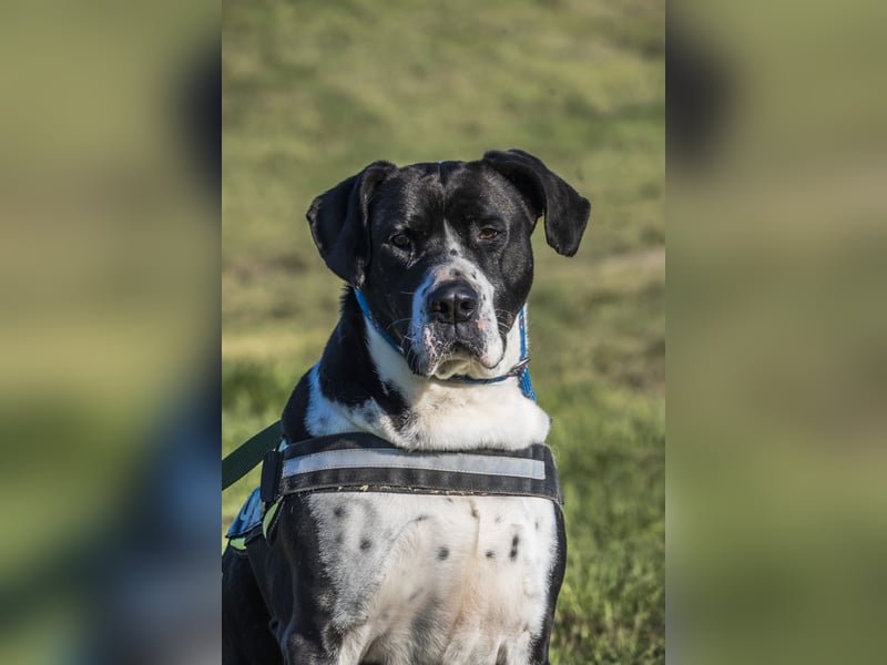 Mozes-SI– Spezieller Hund sucht spezielle Menschen!