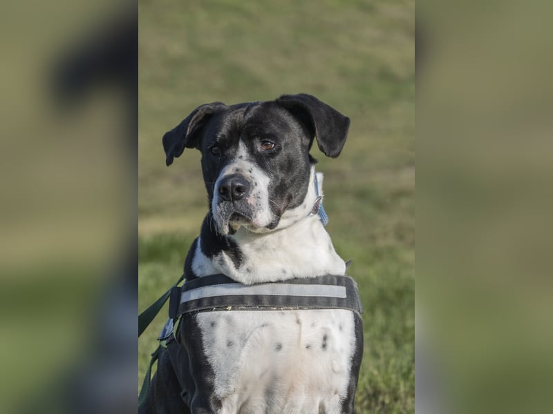 Mozes-SI– Spezieller Hund sucht spezielle Menschen!
