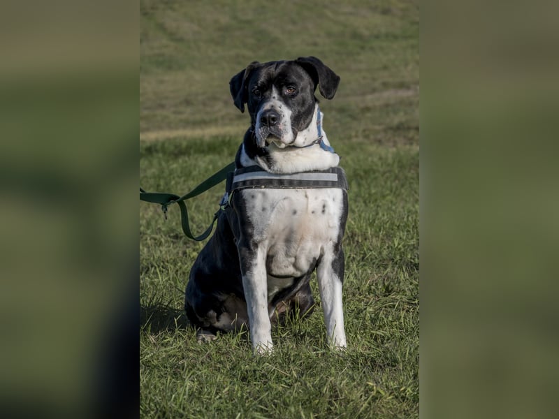 Mozes-SI– Spezieller Hund sucht spezielle Menschen!