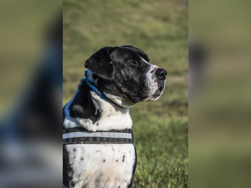 Mozes-SI– Spezieller Hund sucht spezielle Menschen!