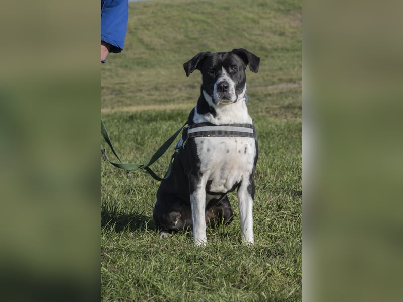 Mozes-SI– Spezieller Hund sucht spezielle Menschen!