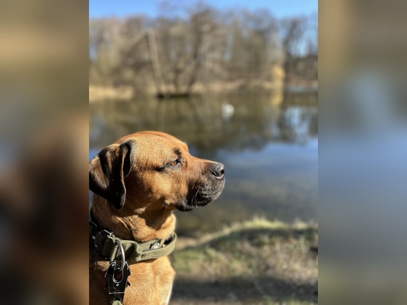 Cane Corso Rüde, 3 Jahre