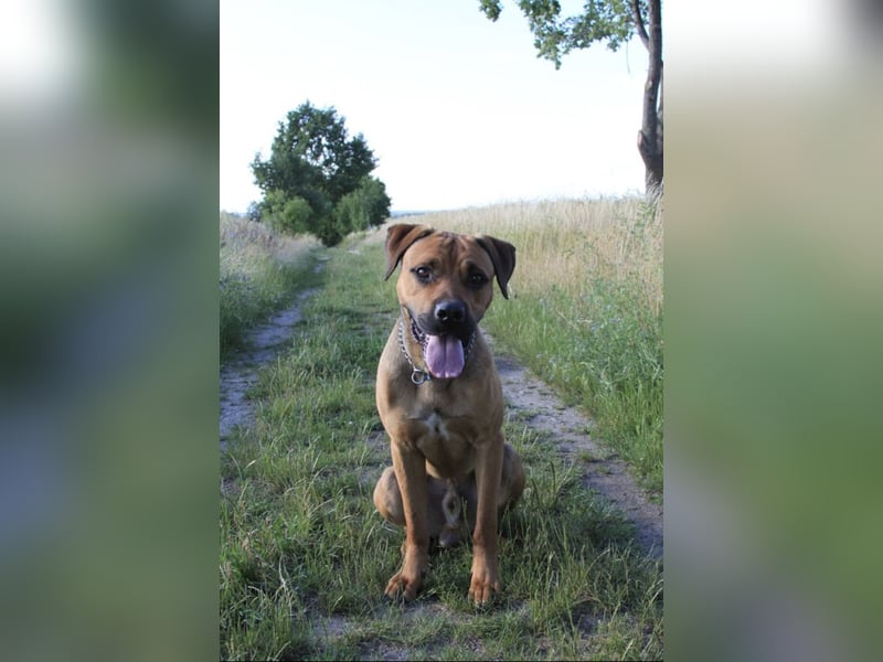Cane Corso Rüde, 3 Jahre