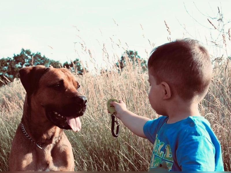 Cane Corso Rüde, 3 Jahre
