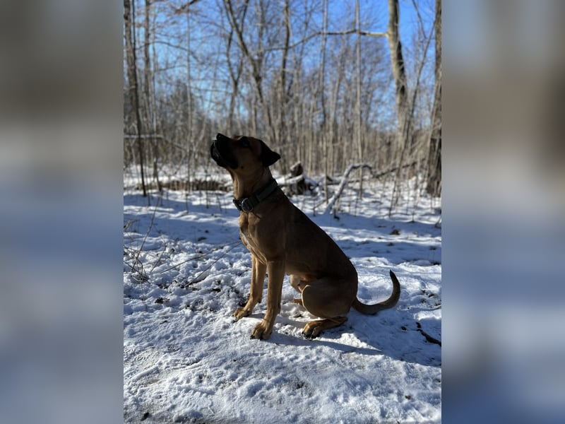 Cane Corso Rüde, 3 Jahre