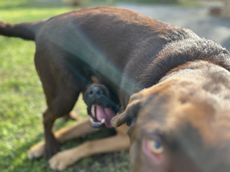 Cane Corso Rüde, 3 Jahre