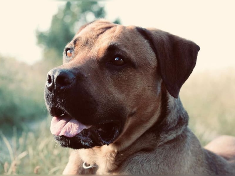 Cane Corso Rüde, 3 Jahre