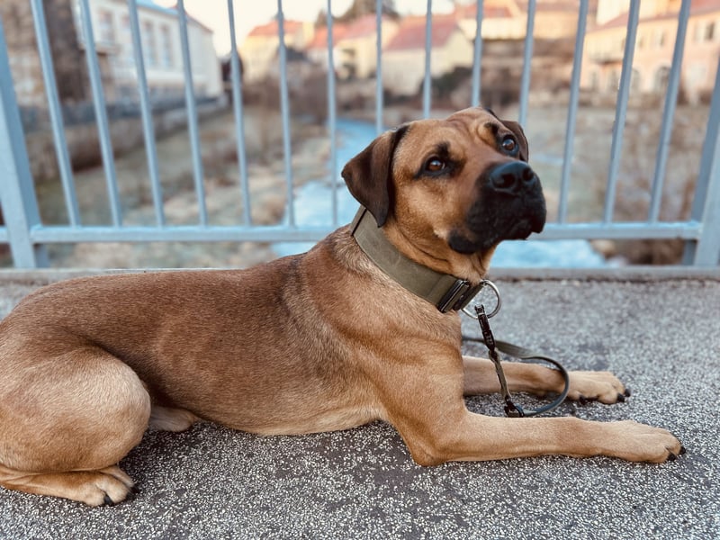 Cane Corso Rüde, 3 Jahre