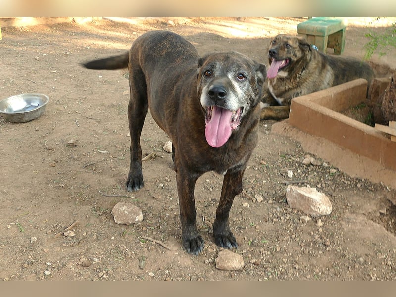 verschmuster Papy wünscht sich sein Zuhause