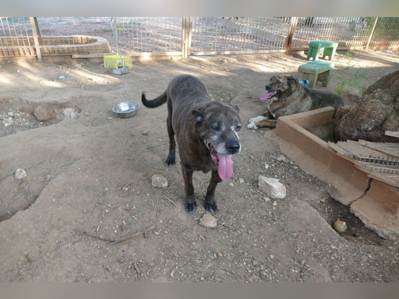 verschmuster Papy wünscht sich sein Zuhause