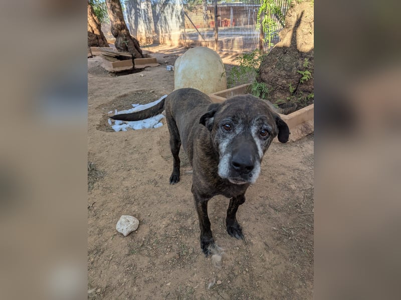 verschmuster Papy wünscht sich sein Zuhause
